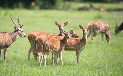 LUNUGAMWEHERA NATIONAL PARK