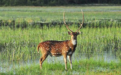 Wilpattu National park