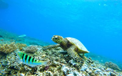 turtle-coral-reef