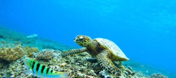 turtle-coral-reef