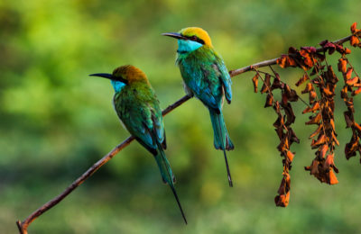 Bird-Watching-in-Sri-Lanka