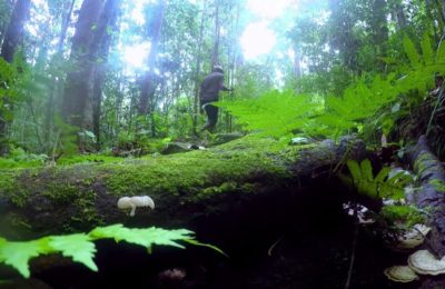 Kottawa Rain Forest